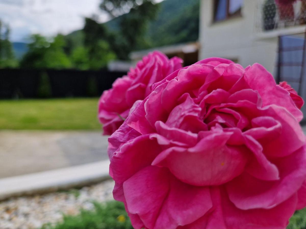 Renate House Hotel Băile Herculane Eksteriør billede